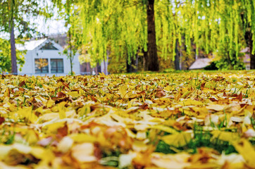 Autumn in the Park