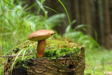 Pilze sammeln