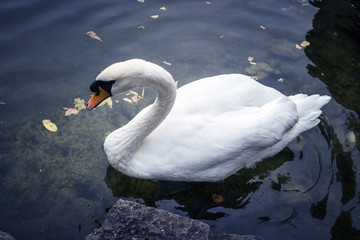 Swan on the water in the park close up