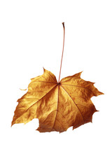 autumn maple leaf isolated on white background