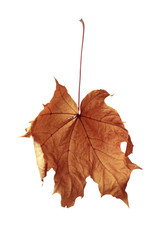 autumn maple leaf isolated on white background
