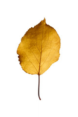 Autumn yellow apricot leaf isolated on white background