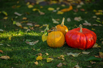 Pumpkins on the green grass. Harvesting pumpkin. Vegetables.