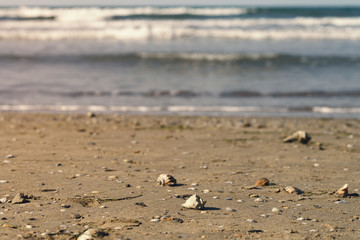 seashells on the sandy shore