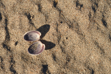 Fototapeta na wymiar seashells on the sandy shore