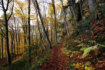 hiking trail in the forest, autumn