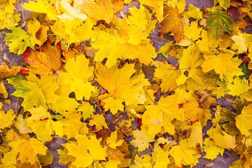 Naklejka na ściany i meble Yellow leaves in the green grass in autumn
