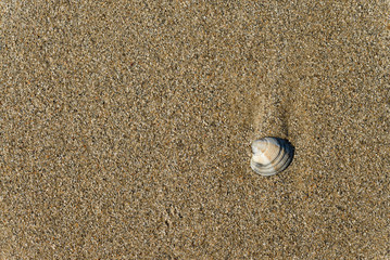 seashells on the sandy shore