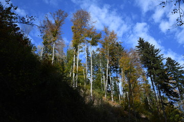 Herbstwald