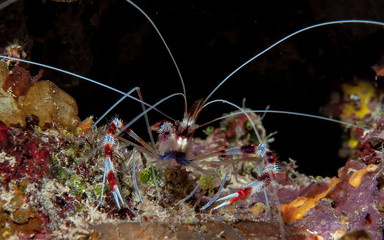 Curacao Underwater world