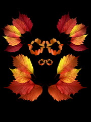Demons of the Autumn. Autumn colorful leaves on a black background.