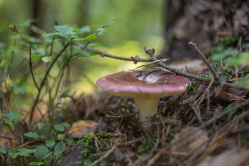 Mushroom under a tree in the forest