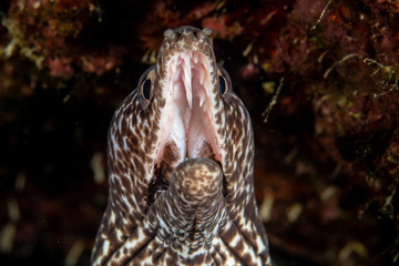 Curacao Underwater world