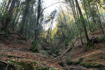 Herbstwald