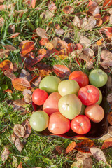 Naklejka na ściany i meble Colored tomato in a black plate on the autumn grass with leaves