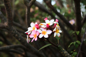White and Pink Frangipani (Plumeria) Flowers in Ethiopia 