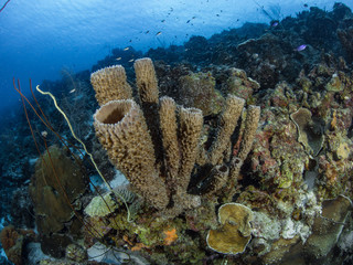 Curacao Underwater world