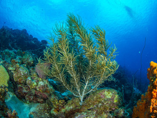 Fototapeta na wymiar Curacao Underwater world