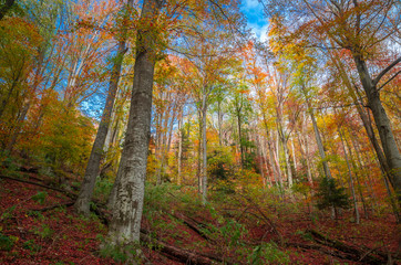 Autumn in Cozia, Carpathian Mountains, Romania. Colorful Autumn Leave. Vivid fall colors in forest. Scenery of nature with sunlight through branches of trees.