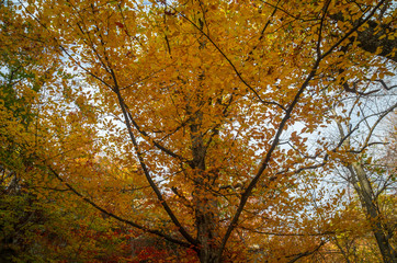 Autumn in Cozia, Carpathian Mountains, Romania. Colorful Autumn Leave. Vivid fall colors in forest. Scenery of nature with sunlight through branches of trees.