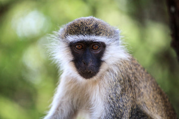 Green monkey (Chlorocebus sabaeus) with a blurred background