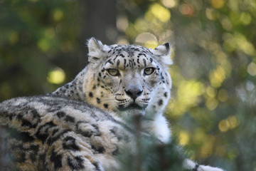 Snow Leopard