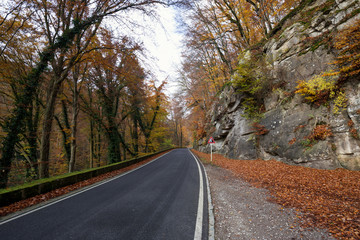 Road through the forest