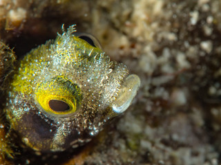 Curacao Underwater world