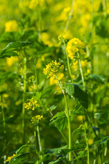 Obraz premium OLYMPUS DIGITAL CAMERA