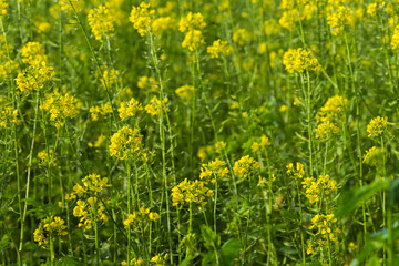 Obraz premium OLYMPUS DIGITAL CAMERA