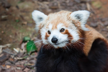 A very cute The red panda, also called the lesser panda, the red bear-cat, and the red cat-bear Ailurus fulgens while looking for food