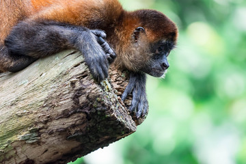 Spider monkey Ateles Primate while observing and sitting on a tree