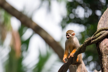 Fototapeta premium Squirrel monkey genus Saimiri while on a tree curiouos and observing