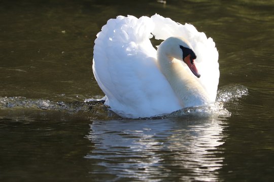 eligant swan showing of plumage in reflecton