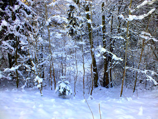 forest in winter