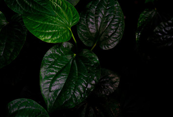 Top view of Wildbetal Leafbush (Piper sarmentosum Roxb.). Green leaves texture background. Herbal...