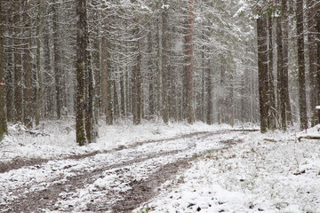 Fototapeta premium road in winter forest
