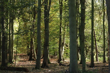 Naklejka premium shimmering sun through wooded trees and forest 
