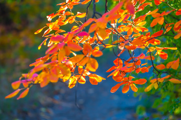 closeup red autumn tree branch