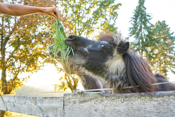 Pony und Esel gemeinsam beim Gras fressen 