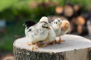 Obraz na płótnie Canvas Little chicks stand on the log on nature background