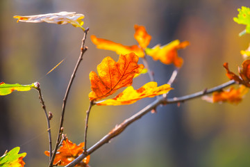 closeup red dry autumn oak tree branch