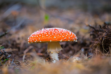 closeup red flyagaric mushroom in a forest
