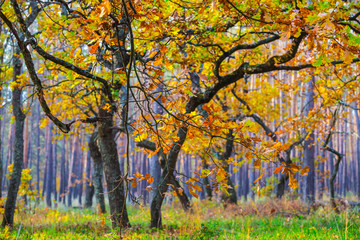 beautiful autumn oak tree grove scene
