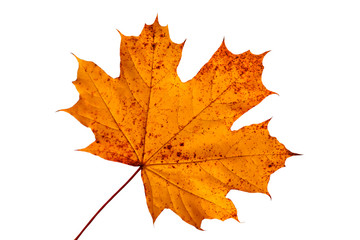 red dry maple leaf ifolated on a white background