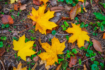 closeup red dry autumn leaves on a ground, natural texture
