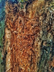 bark of a tree