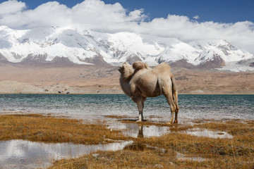 Camel looking at the beauty of Lake Karakul and Pamir Mountains (Karakorum Highway, Xinjiang, China)
