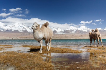 Camel at Lake Karakul II (Karakorum Highway, Xinjiang, China)