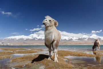 Camel posing at Lake Karakul (Karakorum Highway, Xinjiang, China)